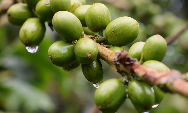 Arabica Colombia Decaf – původ kávy v Kolumbii