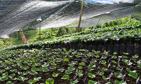 Arabica Colombia Decaf – detail produktu a prostředí
