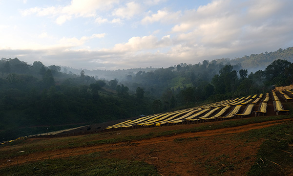 Okoluu Guji Natural Organic – původ kávy v regionu Guji