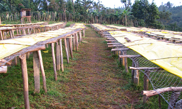 Okoluu Guji Natural Organic – sklizeň a sušení kávy