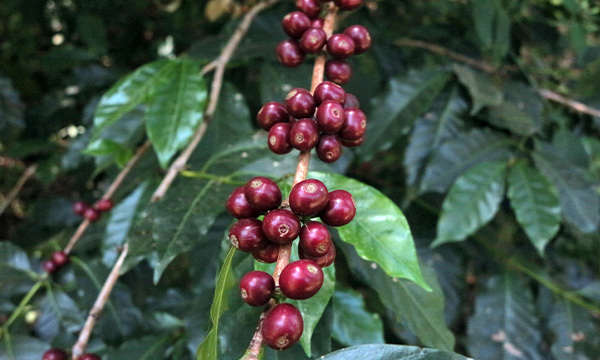 Okoluu Guji Natural Organic – detail původu a prostředí