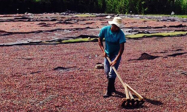 Kostarika Hacienda Sonora – kávovníky a biodiverzita na farmě