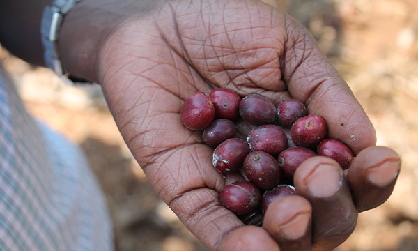 Uganda Kisiizi – detail původu a prostředí