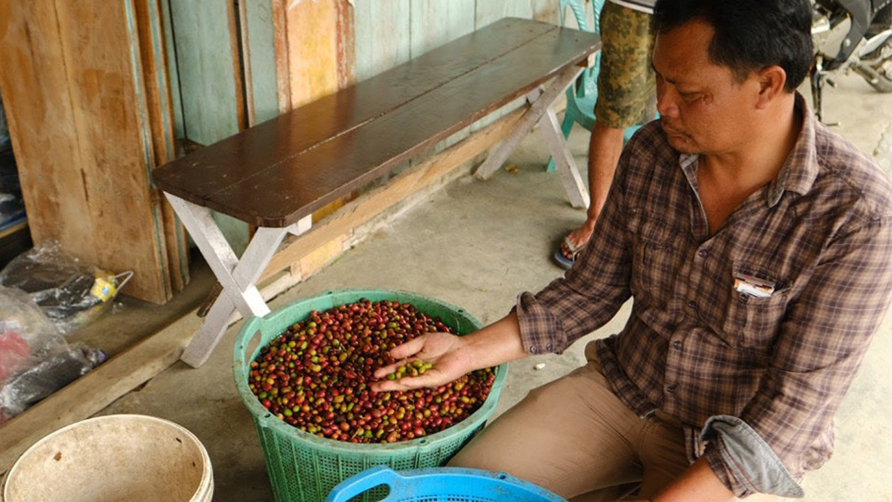 Asman Arianto Sumatra Natural – sklizeň a sušení kávy
