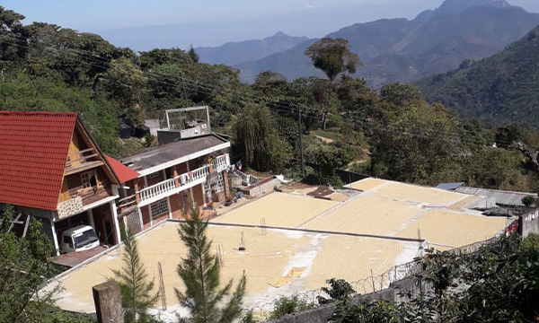 Los Suspiros Huehuetenango Villa Sarchi – původ kávy v Guatemale