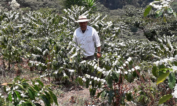 Los Suspiros Huehuetenango Villa Sarchi – detail původu a prostředí