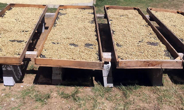 Los Suspiros Huehuetenango Villa Sarchi – sklizeň a zpracování kávy