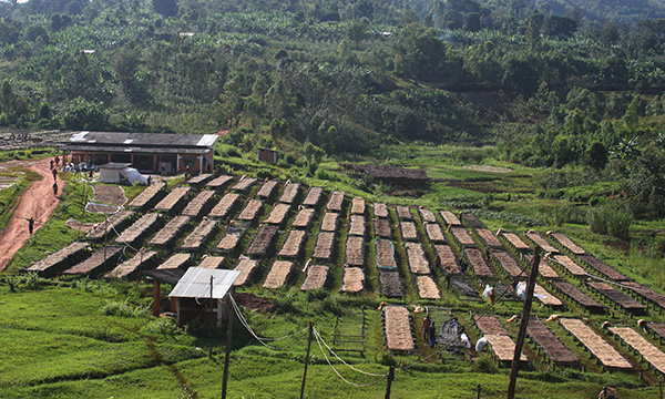 Korongo FW AB – původ kávy v Tanzanii