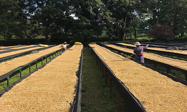 Korongo FW AB – sklizeň a zpracování kávy