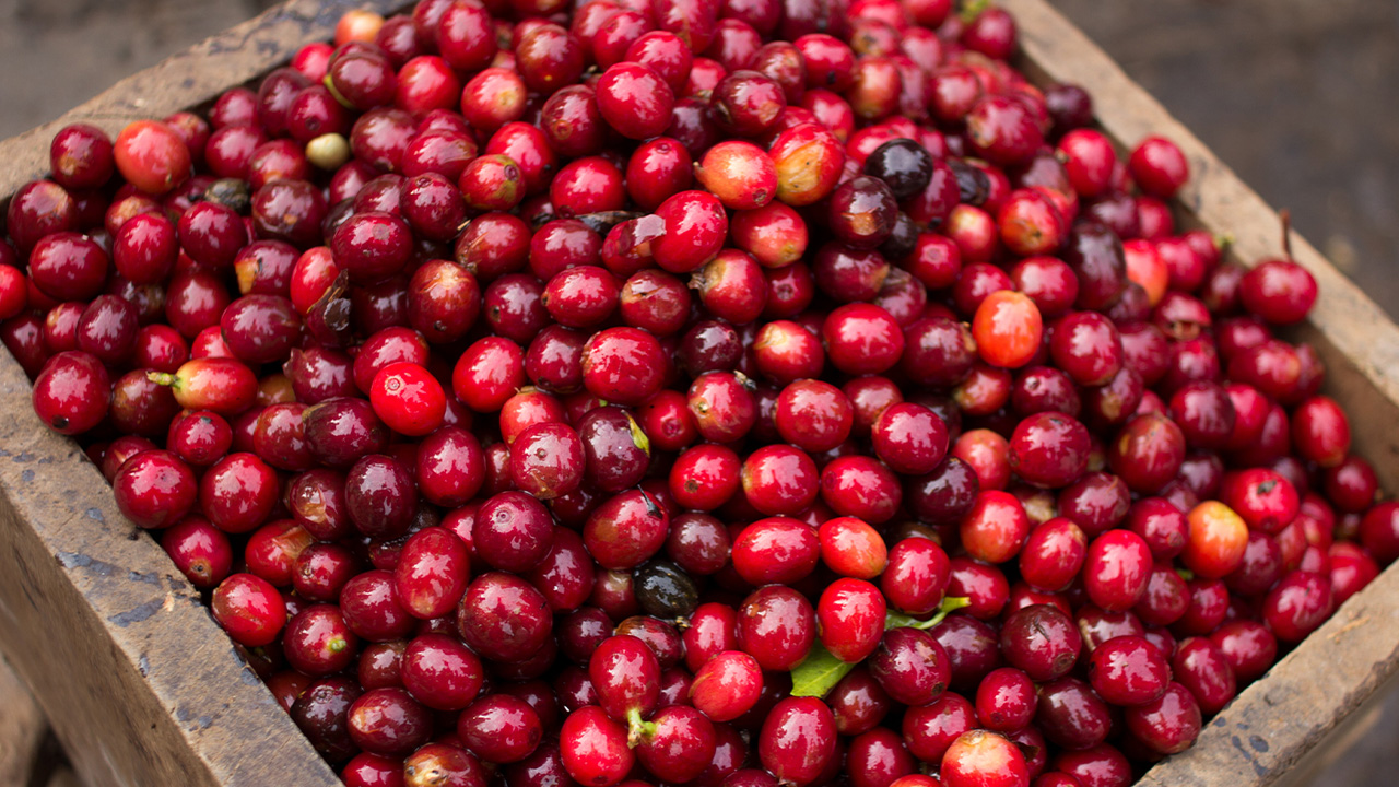 Finca Aurora FW RFA – původ a prostředí v Matagalpě