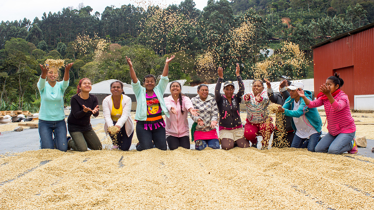 Finca Aurora FW RFA – sklizeň a zpracování kávy