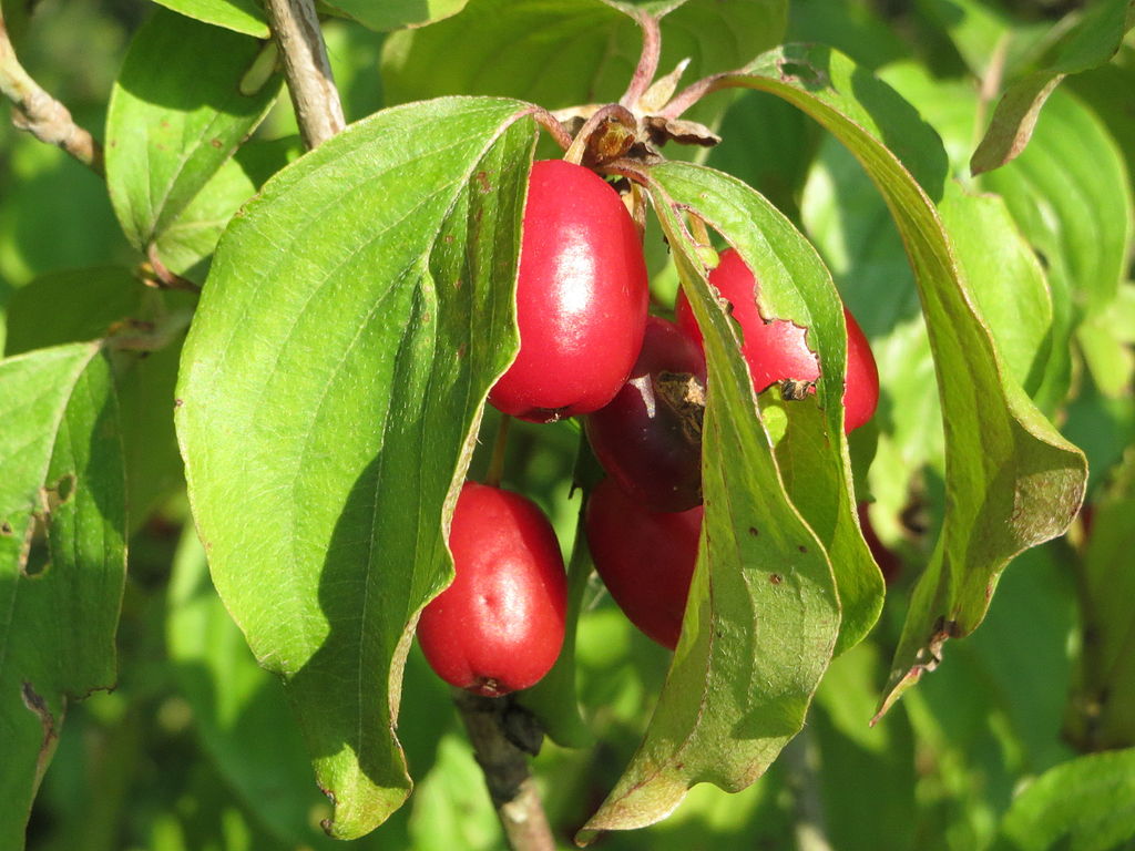 20140724Cornus_mas1