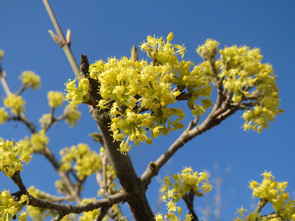 20160326Cornus_mas4