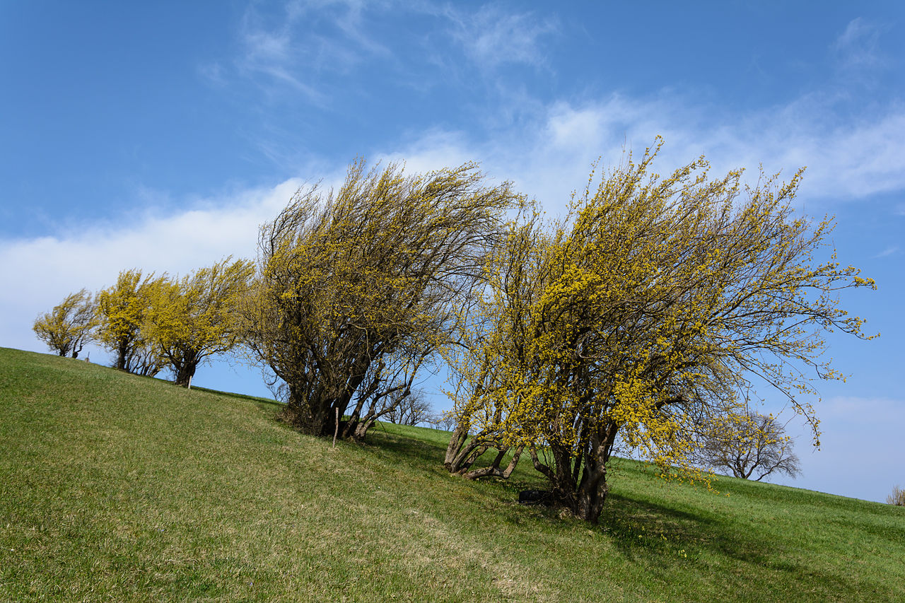 Cornus_mas_in_Blüte_Hegerberg_01