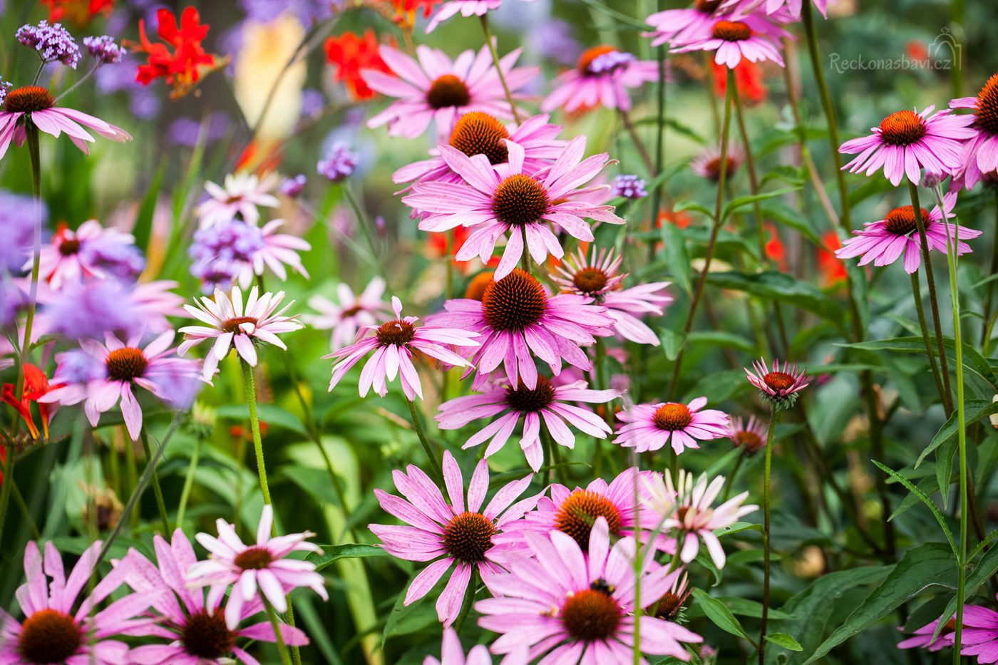 Echinacea_caj