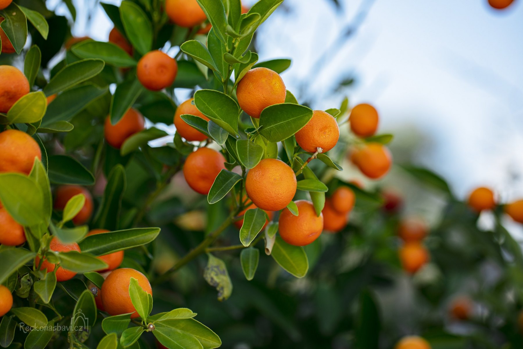 Kumquat_Korfu