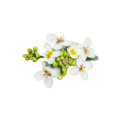 Olive_spa_krem_na_ruce_03