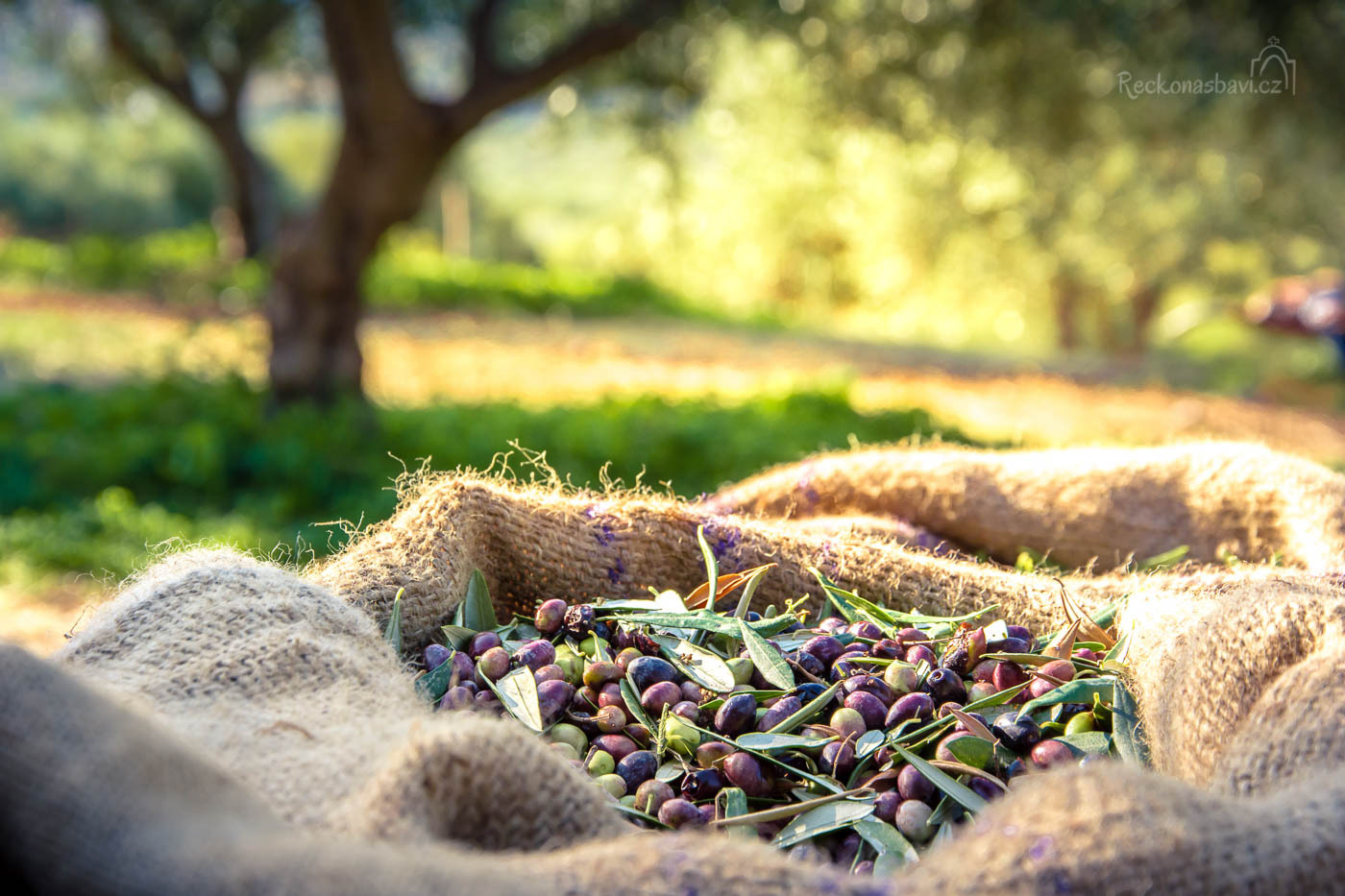 Olives_field_Greece