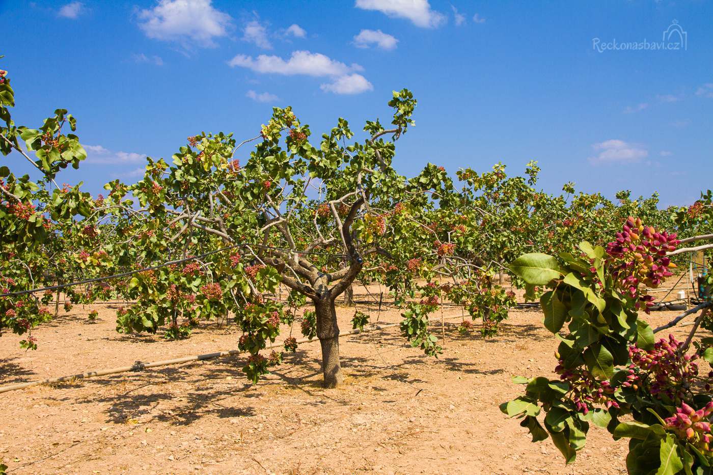 pistacie_Aegina_ostrov_recko