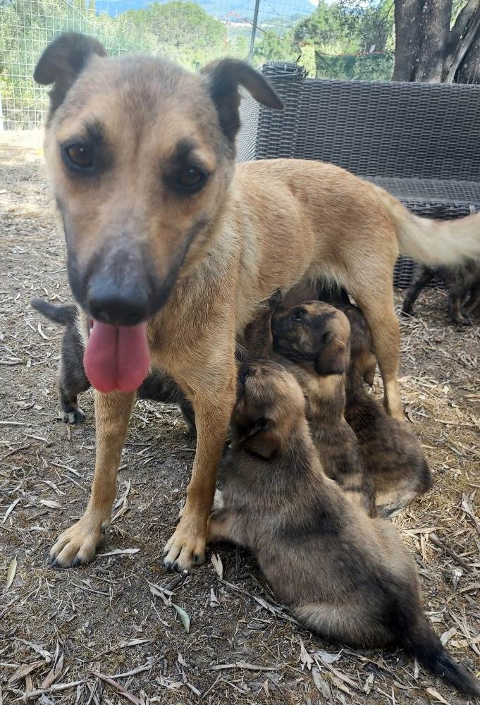 Pomoc Řecku Tlapky z Korfu z.s. Daruji: 25Kč