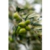 Corinto Olive Oil 126