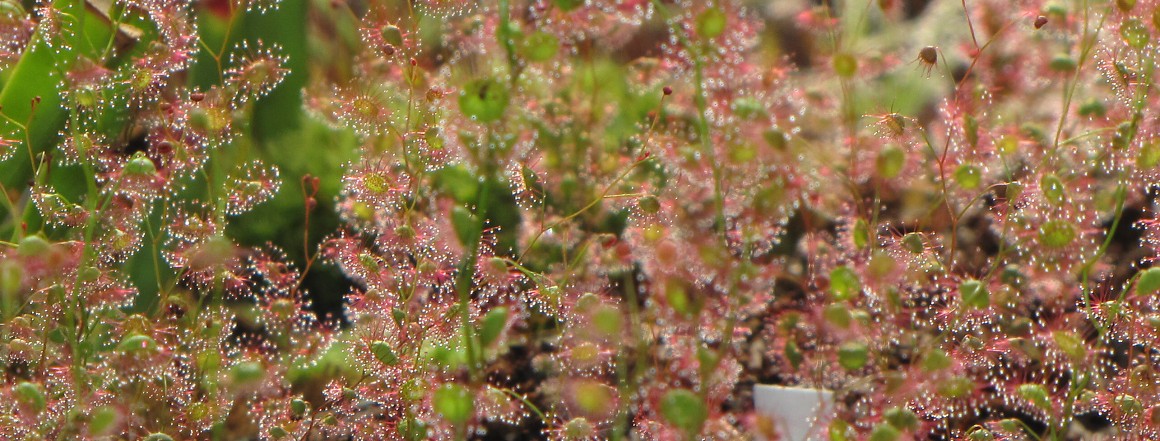 Drosera basifolia