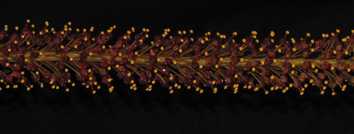Nepenthes lowii x clipeata