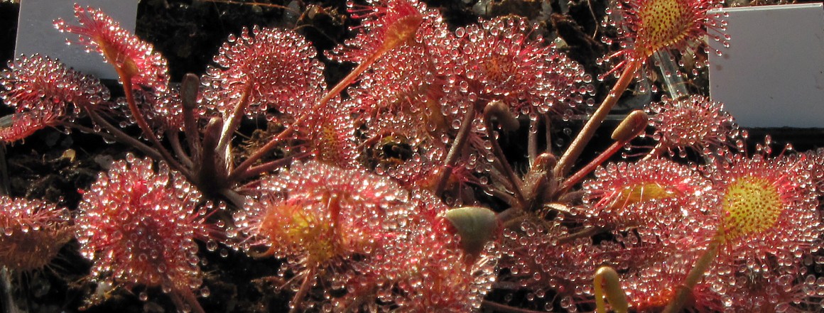 Drosera x beleziana