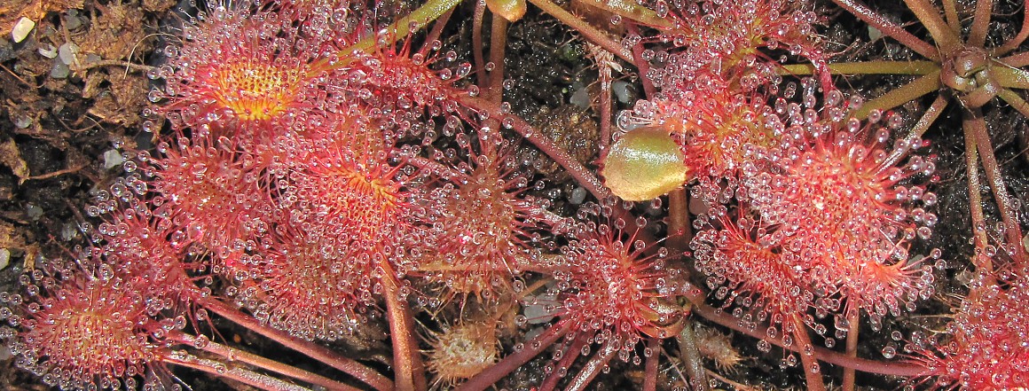 Drosera x beleziana