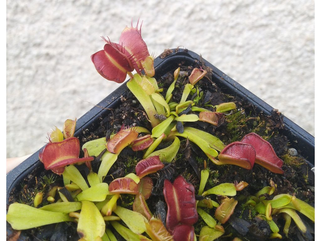 Dionaea muscipula 'Fondue'