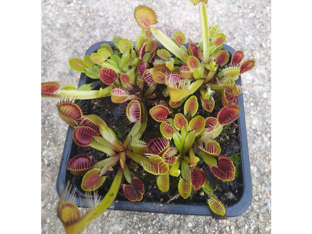 Dionaea muscipula "Cupped Trap Backcross klon B"