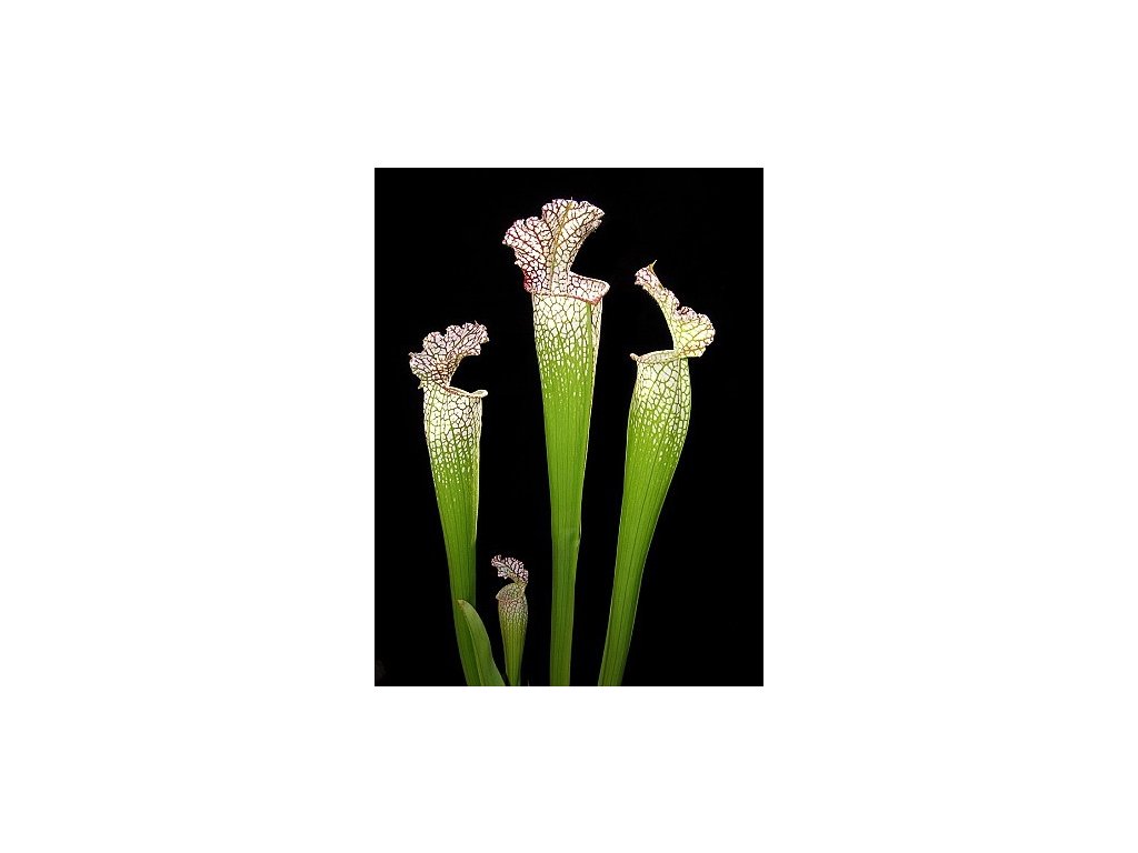 Sarracenia leucophylla, velké balení (10 kusů střední/velká velikost)