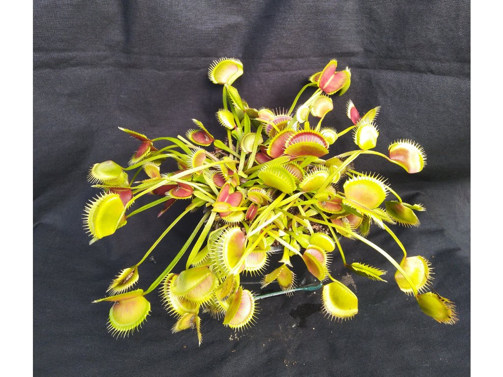 Dionaea muscipula "La Grosse à Guigui"