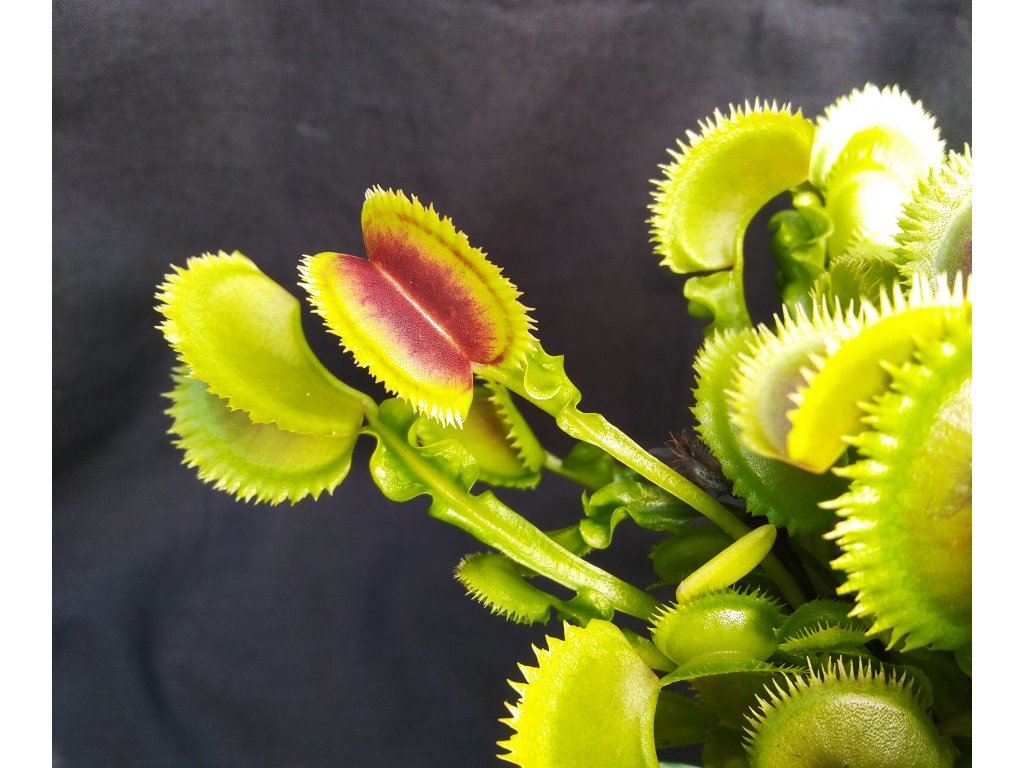 Dionaea muscipula "Butterfly"