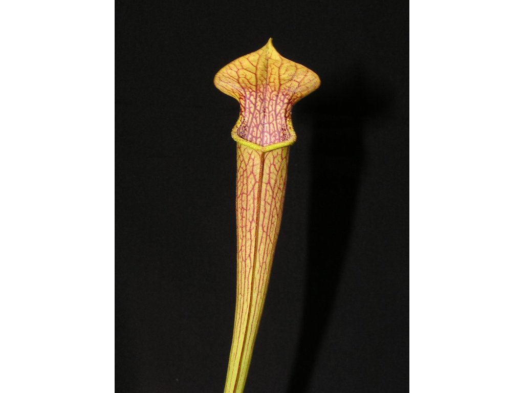 Sarracenia rubra ssp. jonesii, dospělá rostlina