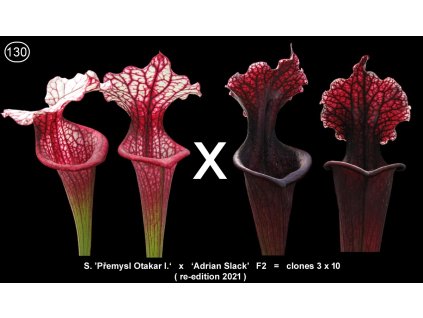 S130, 100 semen