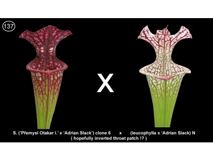 S137,  25 seeds