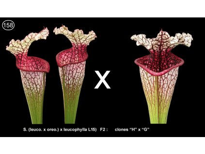 S158, 100 seeds