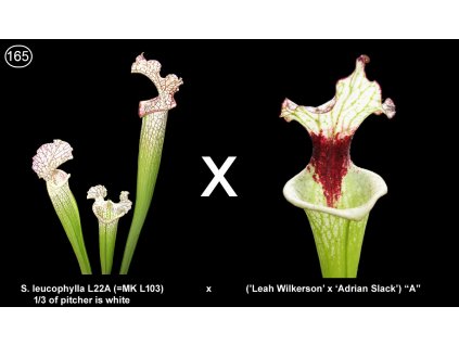 S165, 25 semen