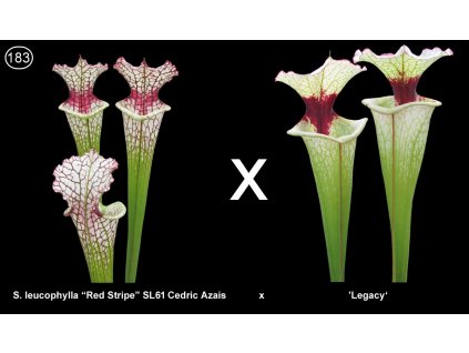 S183,  25 seeds