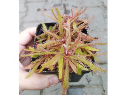 Drosera adelae
