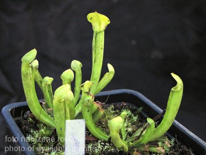 Sarracenia rubra ssp. viatorum - bezanthokyanová forma (Taylor co. Georgia) - dospělá rostlina