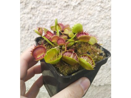 Dionaea muscipula 'Cross Teeth'
