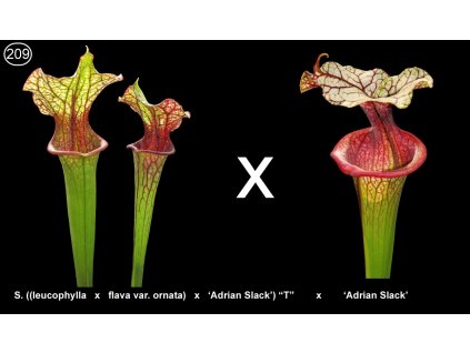 S209, 25 semen