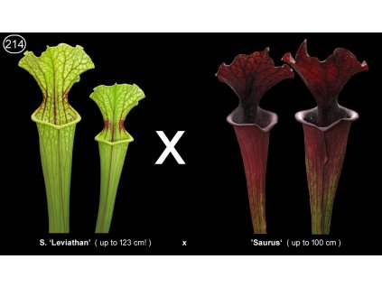 S214, 25 semen