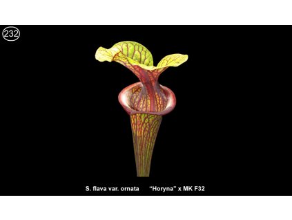 S232, 25 seeds
