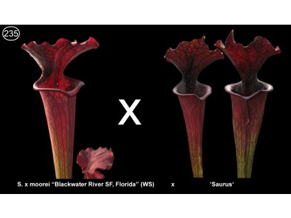S235, 25 seeds