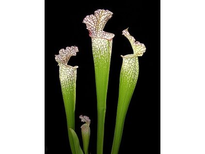 Sarracenia leucophylla, XL package (100 rhizomes M/L)