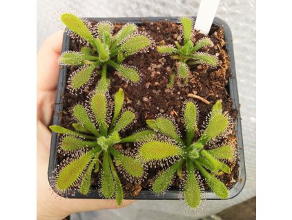 Drosera ramentacea, 4 cm