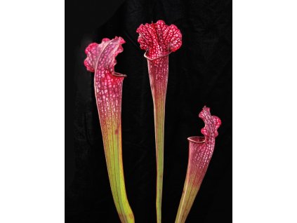 Sarracenia leucophylla "Hot Pink" x "Rudolf II.", klon A, střední rostlina